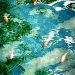 Carpes Carps
